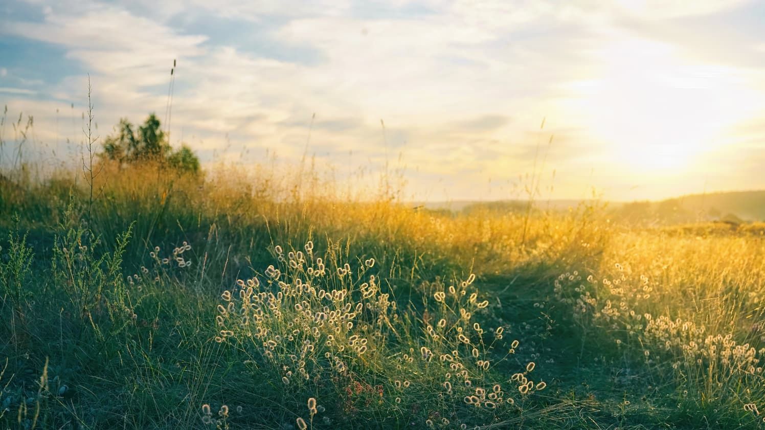 Sončni zahod nad travnato pokrajino, osvetljeno s toplo naravno svetlobo.